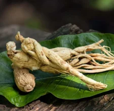 A forked botanical root on a green leaf