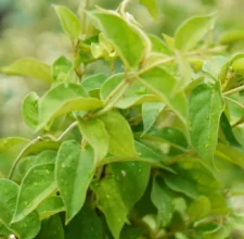 Green tea and gymnema leaves